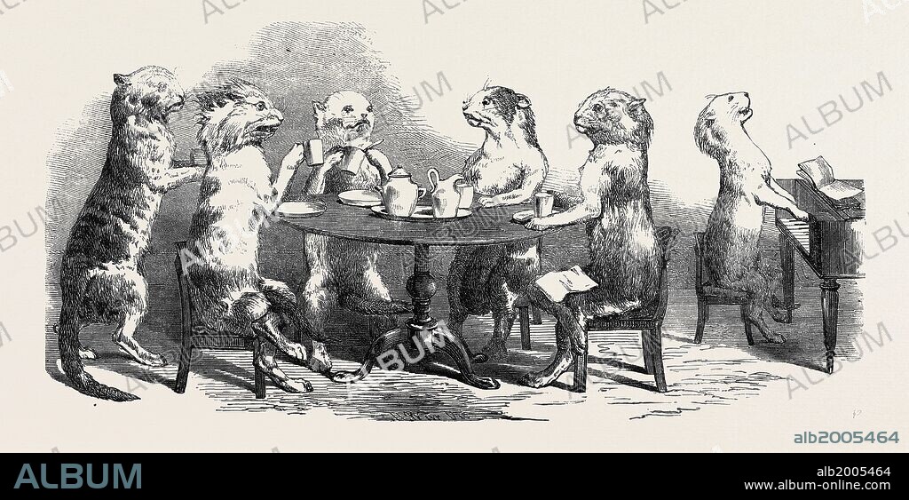 STUFFED CATS, FROM WIRTEMBURG, FROM A DAGUERREOTYPE BY CLAUDET.