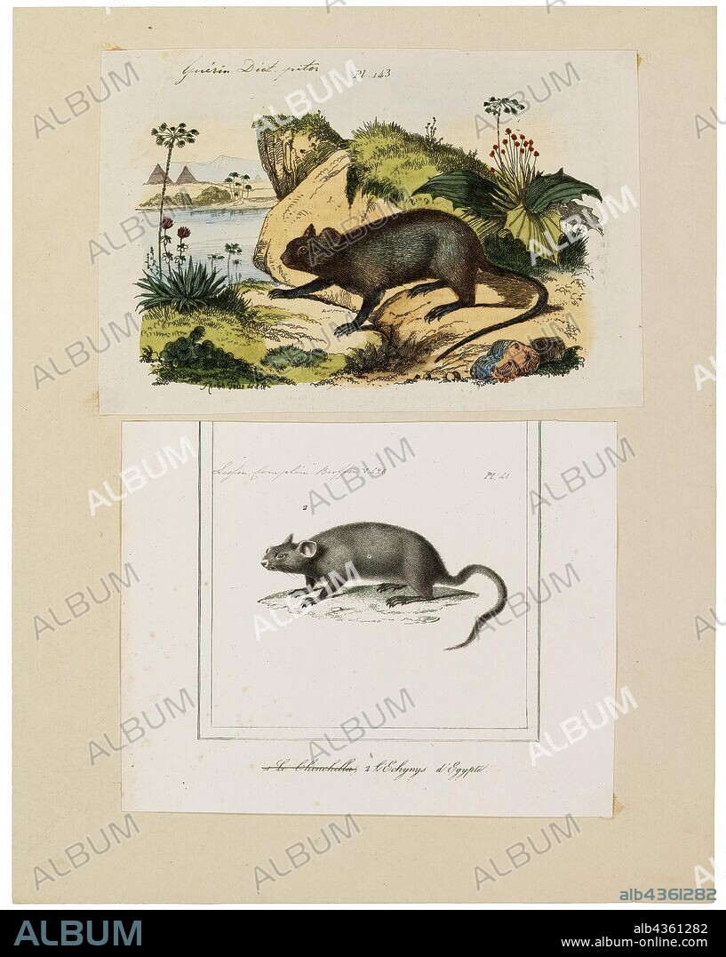 Echimys cristatus, Print, The white-faced spiny tree-rat, Echimys chrysurus, is a spiny rat species from South America. It is found in Brazil, French Guiana, Guyana and Suriname., 1700-1880.