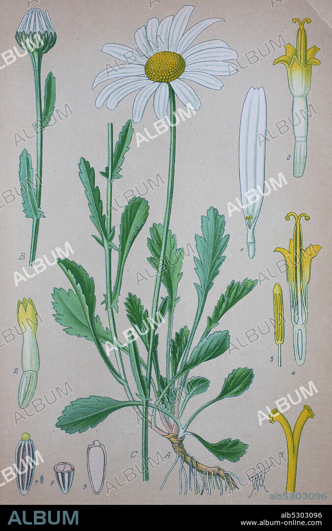 Leucanthemum vulgare, the ox-eye daisy, oxeye daisy  /  Magerwiesen-Margerite, Leucanthemum vulgare, Gattung der Margeriten in der Familie der Korbblütengewächse, Digital improved reproduction of an original print from the 19th century / digitale Reproduktion von einer Originalvorlage aus dem 19. Jahrhundert.