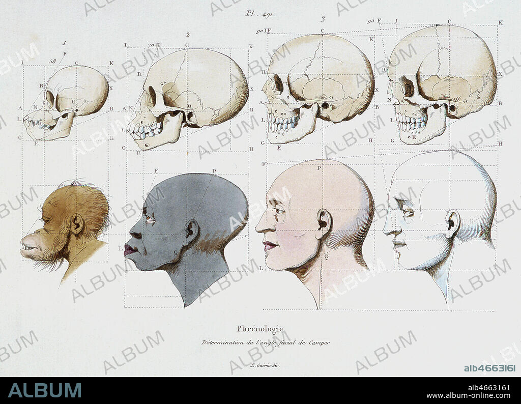 Phrenologie. Determination de l'angle facial de CAMPER, gravure in Dictionnaire pittoresque d'Histoire Naturelle et phenomenes de la Nature par Felix Edouard GUERIN, 1833-1839. Comparaison des cranes d'un singe, un homme noir, un homme blanc et d'une statue grecque (!). Credit : Collection Grob/KHARBINE-TAPABOR.