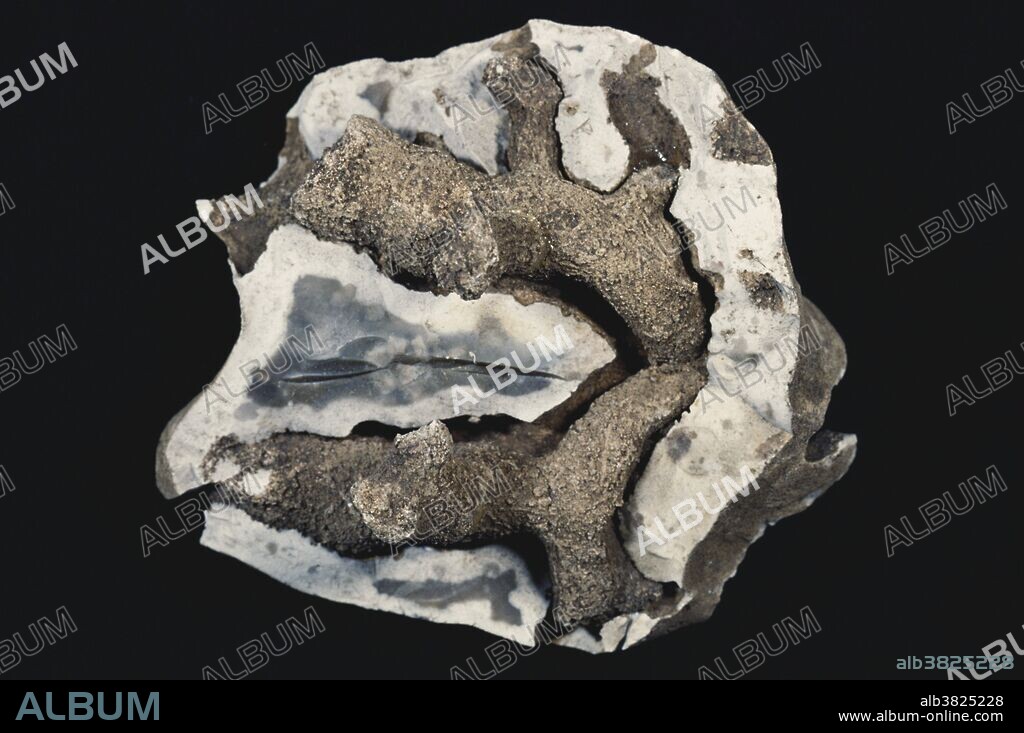 Sponge Fossil