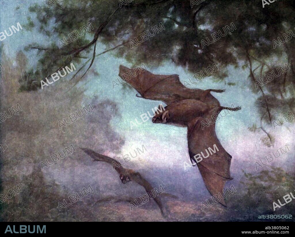 Vampire bats are bats whose food source is blood, a dietary trait called hematophagy. Three bat species feed solely on blood: the common vampire bat (Desmodus rotundus), the hairy-legged vampire bat (Diphylla ecaudata), and the white-winged vampire bat (Diaemus youngi). A vampire bat has front teeth that are specialized for cutting and the back teeth are much smaller than in other bats. The inferior colliculus, the part of the bat's brain that processes sound, is well adapted to detecting the regular breathing sounds of sleeping animals that serve as its main food source. While other bats have almost lost the ability to maneuver on land, vampire bats can walk, jump, and even run by using a unique, bounding gait, in which the forelimbs instead of the hindlimbs are recruited for force production, as the wings are much more powerful than the legs. Vampire bats use infrared radiation to locate blood hotspots on their prey. Drawing by Cuthbert E. Swan appeared in "The wild beasts of the world by Frank Finn", 1909.