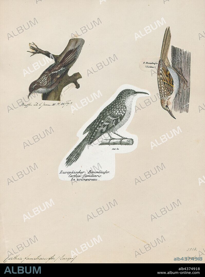 Certhia familiaris, Print, The Eurasian treecreeper or common treecreeper (Certhia familiaris) is a small passerine bird also known in the British Isles, where it is the only living member of its genus, simply as treecreeper. It is similar to other treecreepers, and has a curved bill, patterned brown upperparts, whitish underparts, and long stiff tail feathers which help it creep up tree trunks. It can be most easily distinguished from the similar short-toed treecreeper, which shares much of its European range, by its different song., 1700-1880.
