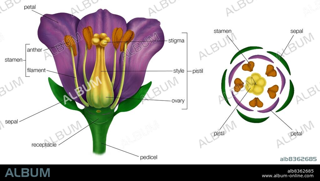 Generalized flower with parts (left); diagram showing arrangement of floral parts in cross section at the flower's base (right).