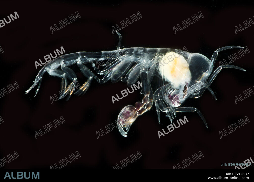 Barrel Roller Amphipod