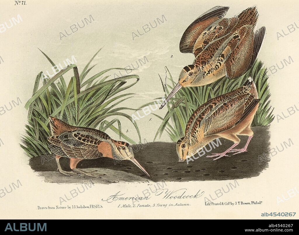 American Woodcock, Canadian Snipe (Scolopax minor), Signed: J.J. Audubon, J.T. Bowen, Lithograph, Pl. 352 (Vol. 6), Audubon, John James (drawn); Bowen, J. T. (lith.), 1856, John James Audubon: The birds of America: from drawings made in the United States and their territories. New York: Audubon, 1856.