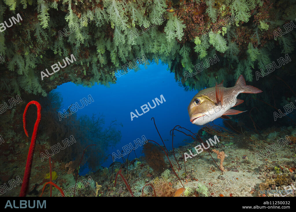 Bigeye Emperor, Monotaxis grandoculis, Felidhu Atoll, Indian Ocean, Maldives.