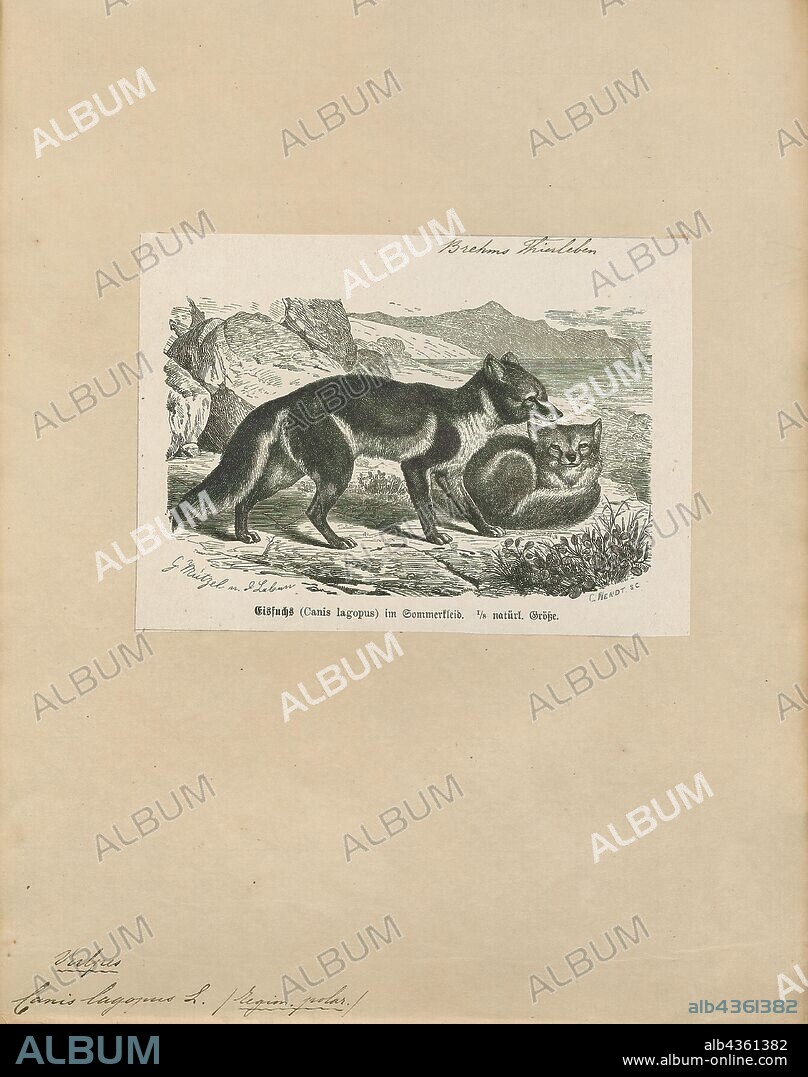 Canis lagopus, Print, The Arctic fox (Vulpes lagopus), also known as the white fox, polar fox, or snow fox, is a small fox native to the Arctic regions of the Northern Hemisphere and common throughout the Arctic tundra biome. It is well adapted to living in cold environments, and is best known for its thick, warm fur that is also used as camouflage. On average, Arctic foxes only live 3–4 years in the wild. Its body length ranges from 46 to 68 cm (18 to 27 in), with a generally rounded body shape to minimize the escape of body heat., 1700-1880.