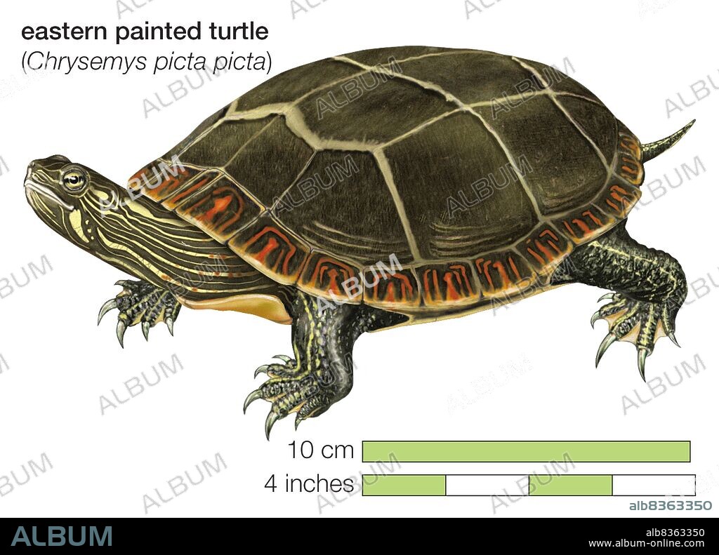 Eastern painted turtle (Chrysemys picta picta).