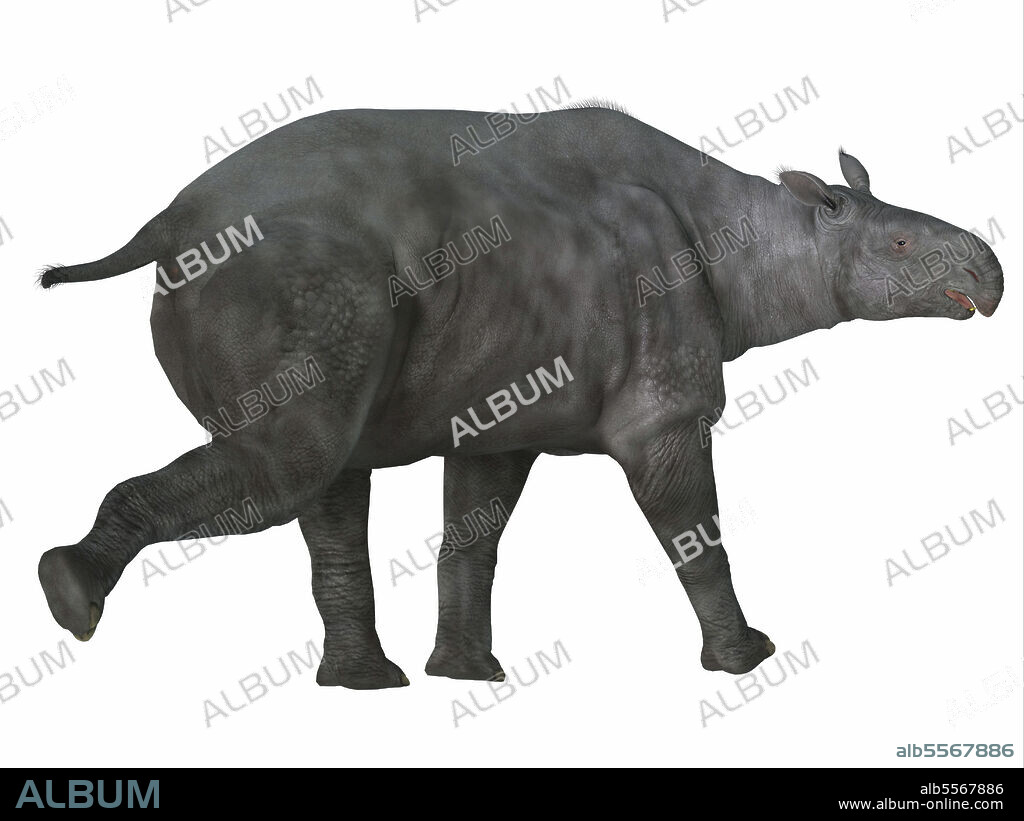 Paraceratherium mammal, side profile. Paraceratherium was a herbivorous mammal that lived in Eurasia during the Eocene and Oligocene Periods.