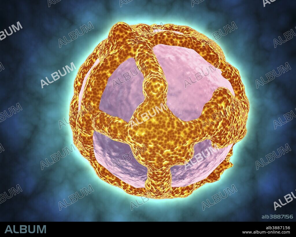 Electron micrograph of negative-stained Prochlorococcus. A cyanophage is a virus that infects cyanobacteria.