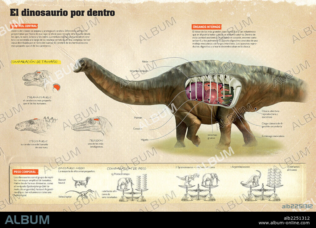 El dinosaurio por dentro. Infografía sobre la disposición de los órganos internos de los dinosaurios, los diferentes tamaños que presentaban estos reptiles y el porcentaje de masa cerebral que tenían según la especie.
