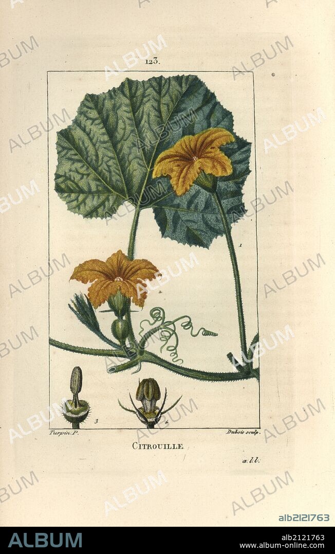 Pumpkin, Cucurbita maxima, showing flower, leaf, and tendrils. Handcoloured stipple copperplate engraving by Dubois from a drawing by Pierre Jean-Francois Turpin from Chaumeton, Poiret et Chamberet's "La Flore Medicale," Paris, Panckoucke, 1830. Turpin (1775~1840) was one of the three giants of French botanical art of the era alongside Pierre Joseph Redoute and Pancrace Bessa.