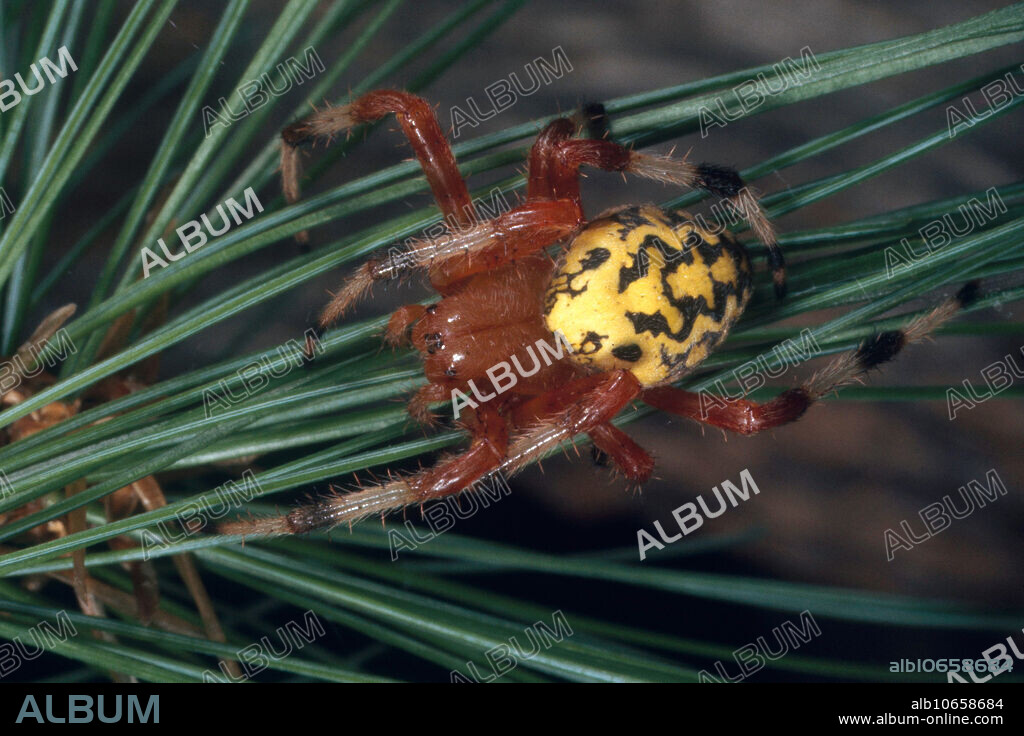 Marbled orb weaver (Araneus marmoreus).