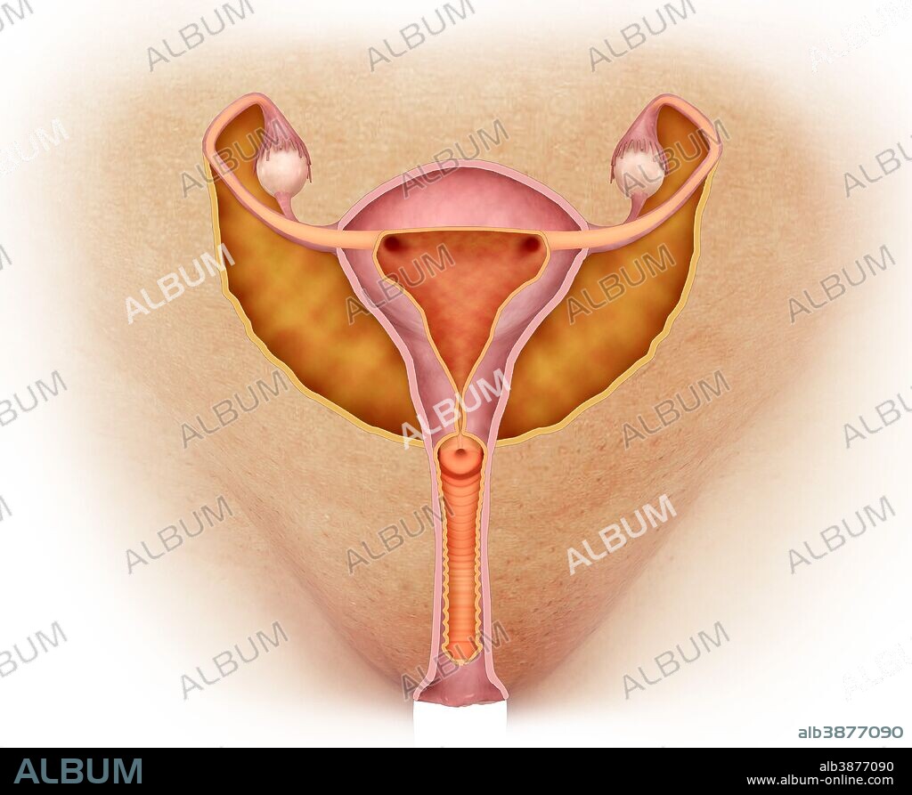 Medical illustration of female genital organs, front view.