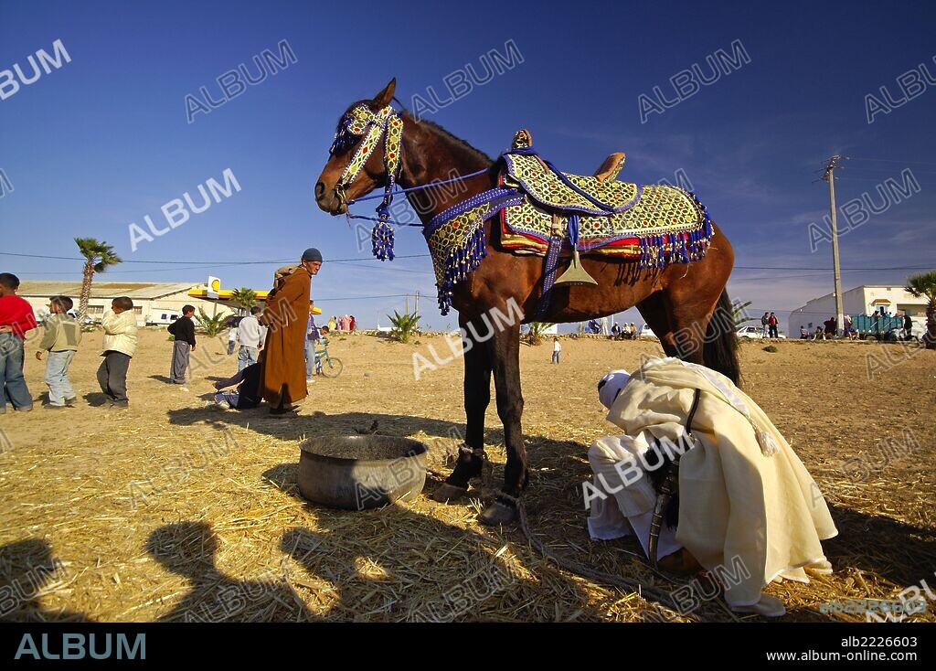 Enjaezamiento de un caballo arabe para la fantasia del moussem .Oualidia. Costa Atlantica. Marruecos. Magreb. Africa.