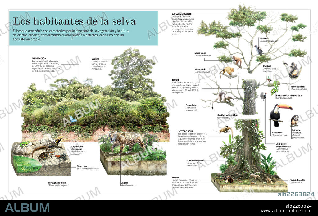Los habitantes de la selva. Infografía de la variedad de flora y fauna del bosque amazónico.
