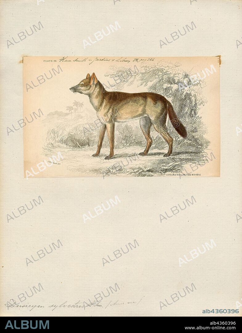 Dusicyon sylvestris, Print, Dusicyon is an extinct genus of South American canids. The type species is Dusicyon australis, the Falkland Islands wolf. In 1914, Oldfield Thomas established this genus, in which he included the culpeo and other South American foxes. These other canids were removed to Lycalopex by Langguth in 1975. Dusicyon avus, widely distributed in the late Pleistocene from Uruguay through Buenos Aires Province to southernmost Chile, is the closest known relative of the Falkland Islands wolf; the two lineages split only about 16, 000 years ago. It died out in the late Holocene, about 2, 980 years ago on the island of Tierra del Fuego and almost 1, 700 years ago in the continent., 1833-1866.