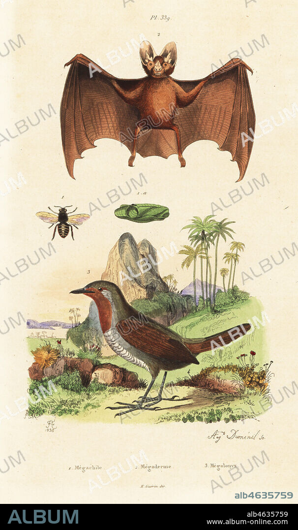 Patchwork leafcutter bee, Megachile centuncularis 1, greater false vampire bat, Megaderma lyra 2, and chucao tapaculo, Scelorchilus rubecula 3. Megachile, Megaderme, Megalonyx. Handcoloured steel engraving by Auguste Dumeril after an illustration by Adolph Fries from Felix-Edouard Guerin-Meneville's Dictionnaire Pittoresque d'Histoire Naturelle (Picturesque Dictionary of Natural History), Paris, 1834-39.