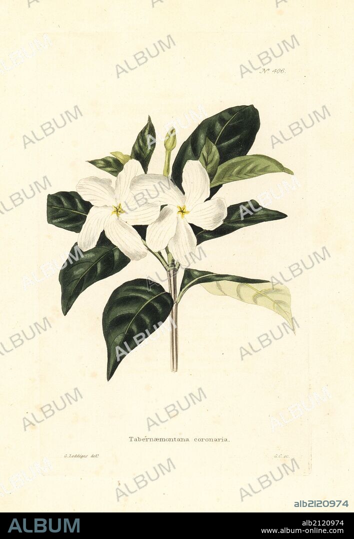 Crape jasmine or pinwheel flower, Tabernaemontana divaricata. Handcoloured copperplate engraving by George Cooke after a botanical illustration by George Loddiges from Conrad Loddiges' Botanical Cabinet.