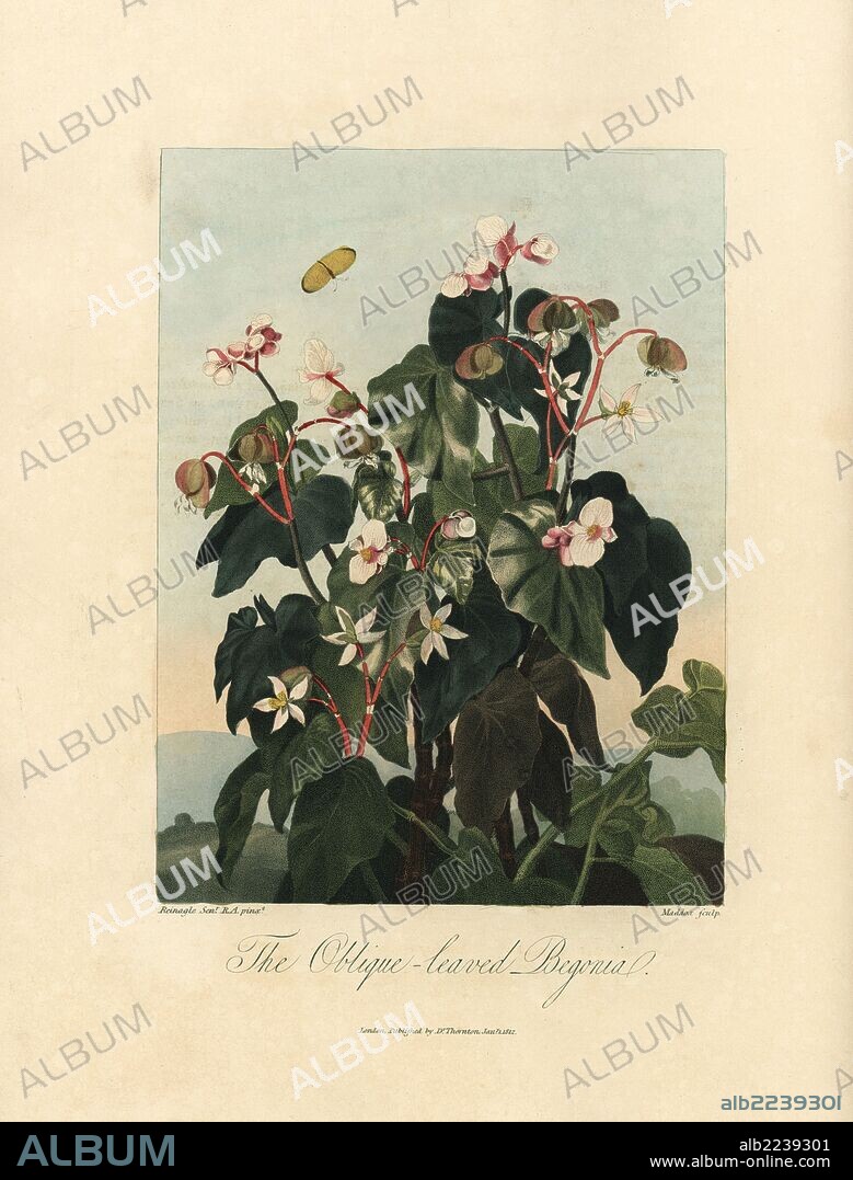 Oblique leaved begonia, Begonia minor Jacq. Painted by Philip Reinagle Sr., engraved by Maddox. Handcoloured stipple copperplate engraving from Dr. Robert Thornton's "Temple of Flora," Lottery edition, London, 1812. The illustrations were a mix of aquatint, mezzotint and stipple engravings finished by hand.