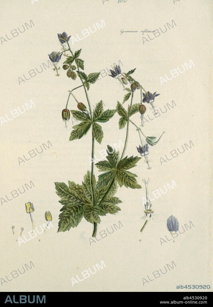 Geranium reflexum, Cranesbill, Taf. 23, p. 100, 1796, [Joseph Philippe de Clairville, Johann Rudolf Schellenberg]: Auswahl von Pflanzen und Gesträuchen: mit einer Anleitung zu ihrer Wartung / den Liebhabern der Pflanzenkunde und Gartenfreunden zur Bildung ihres Geschmacks gewidmet Auswahl von Pflanzen und Gesträuchen: mit einer Anleitung zu ihrer Wartung / den Liebhabern der Pflanzenkunde und Gartenfreunden zur Bildung ihres Geschmacks gewidmet = Collection choisie de plantes et arbustes: avec un abrege de leur culture: ouvrage dédié aux amateurs et propre à éclairer leur gout en ce genre. Zürich: bey Johann Heinrich Füssli, Sohn, 1796.