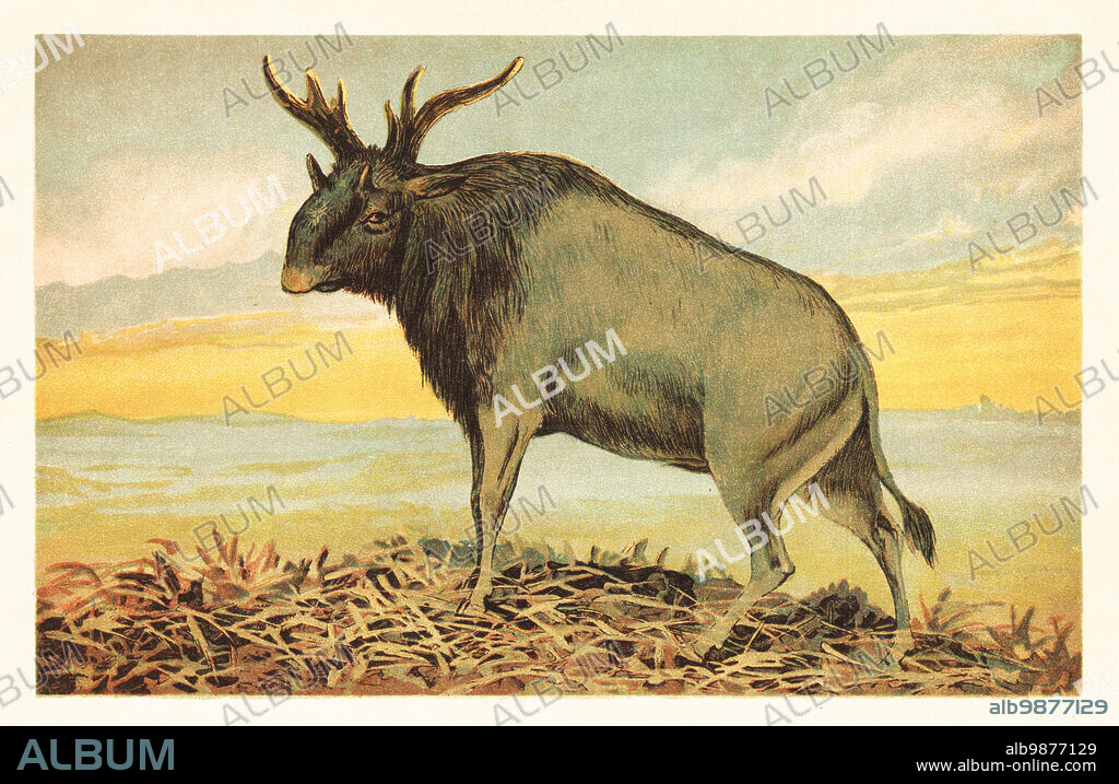 Shiva's beast or Sivatherium, Sivatherium giganteum, extinct species of giraffid of the Late Miocene to the late Early Pleistocene (Calabrian). Sivatherium giganteum Falconer and Cautley. Colour printed illustration by F. John from Wilhelm Bolsches Tiere der Urwelt (Animals of the Prehistoric World), Reichardt Cocoa company, Hamburg, 1908.