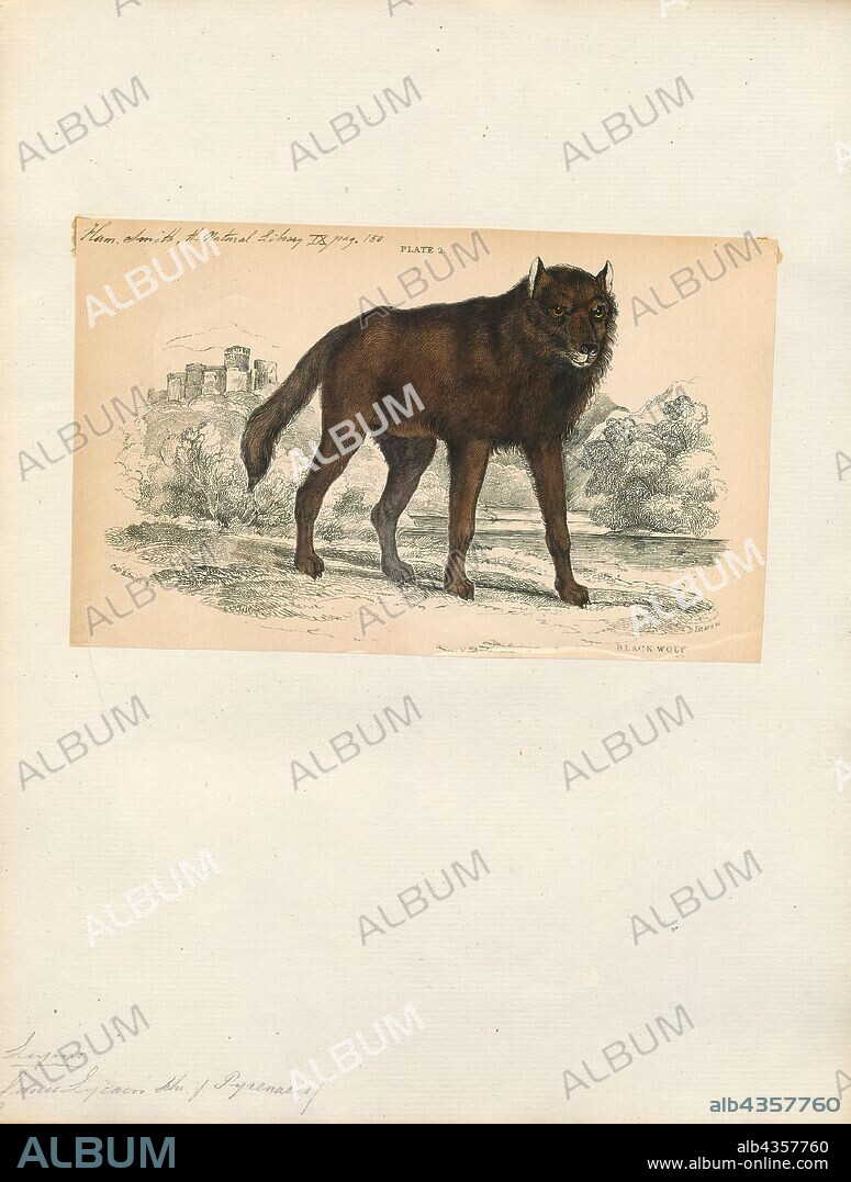 Canis lycaon, Print, The eastern wolf (Canis lupus lycaon) is a type of wolf native to the Great Lakes region and southeastern Canada which is midway between the gray wolf and the coyote in size. Its fur is typically of a grizzled grayish-brown or tawny color mixed with cinnamon or red and it primarily preys on white-tailed deer, but may occasionally attack moose and beavers. There are two forms, the larger being referred to as the Great Lakes wolf, which is generally found in Minnesota, Wisconsin, the Upper Peninsula of Michigan, Manitoba and northern Ontario, and the smaller being the Algonquin wolf, which inhabits eastern Canada, specifically central Ontario and southwestern Quebec, with some overlapping and mixing of the two types in the southern portions of northeastern and northwestern Ontario and in southeastern Manitoba, 1833-1866.
