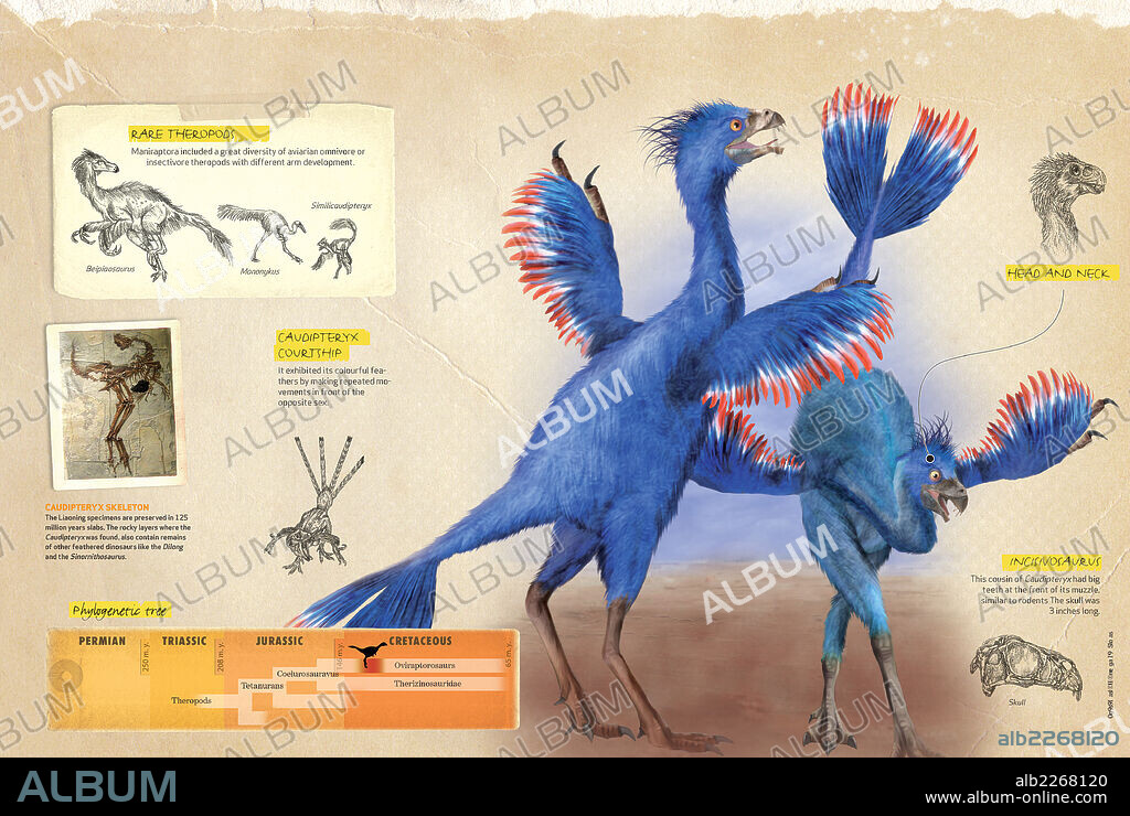 Características del Caudipteryx. Infografía sobre el Caudipteryx, dinosaurio terópodo aviario del Cretácico, sus hábitos y árbol filogenético.