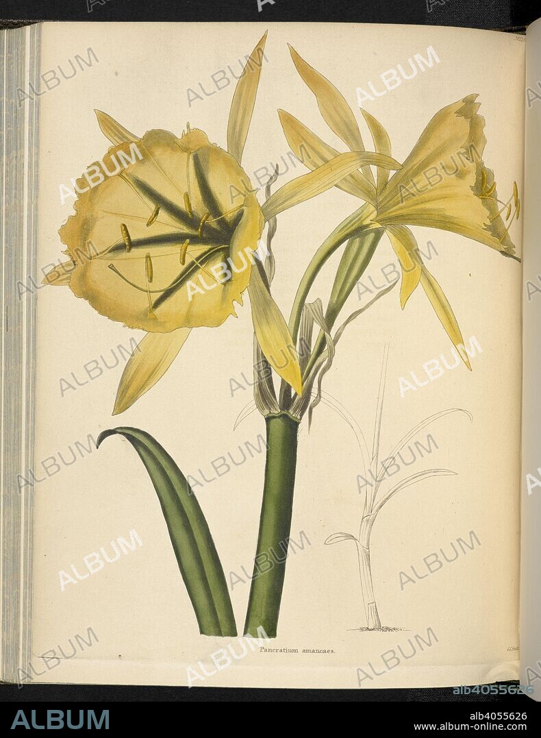 GEORGE COOKE. Pancratium amancaes. The Botanical Cabinet, consisting of coloured delineations of plants, from all countries, with a short account of each, etc. By C. Loddiges and Sons ... The plates by G. Cooke. vol. 1-20. London, 1817-33. Source: 443.b.17, vol.13, no.1266.