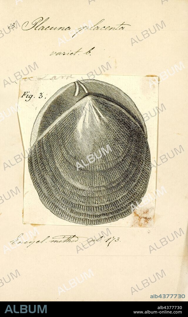 Placuna placenta, Print, The windowpane oyster (Placuna placenta) is a bivalve marine mollusk in the family of Placunidae. They are edible, but valued more for their shells (and the rather small pearls). The shells have been used for thousands of years as a glass substitute because of their durability and translucence. More recently, they have been used in the manufacture of decorative items such as chandeliers and lampshades; in this use, the shell is known as the capiz or kapis. Capiz shells are also used as raw materials for glue, chalk and varnish.