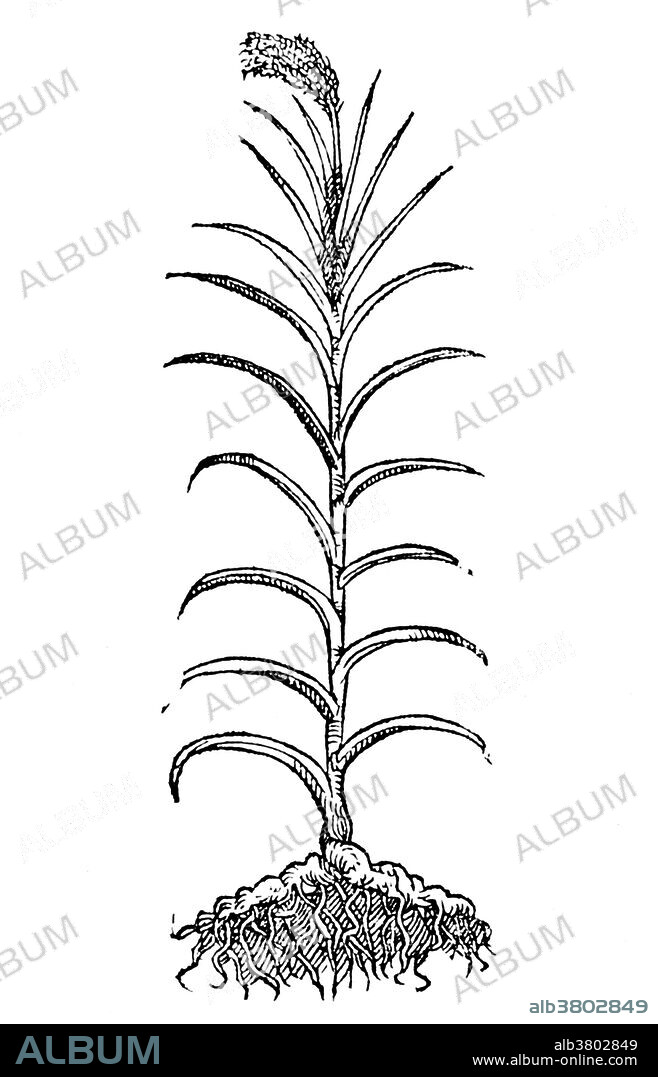 Woodcut illustration of Calamus aromatico, 1566.  Acorus calamus, commonly known as Sweet Flag or Calamus is a tall perennial wetland monocot of the Acoraceae family, in the genus Acorus, an herbaceous, perennial, aromatic, flag-like plant. The scented leaves and more strongly scented rhizomes have traditionally been used medicinally and to make fragrances, and the dried and powdered rhizome has been used as a substitute for ginger, cinnamon and nutmeg. Sweet flag has a very long history of medicinal use in Chinese and Indian herbal traditions. It is widely employed in modern herbal medicine as its sedative, laxative, diuretic, and carminative properties.It is used in Ayurveda to counter the side effects of all hallucinogens. Sweet Flag is one of the most widely and frequently used herbal medicines amongst the Chipewyan people. Uses in witchcraft and magic: incense for white magic and a sun herb.