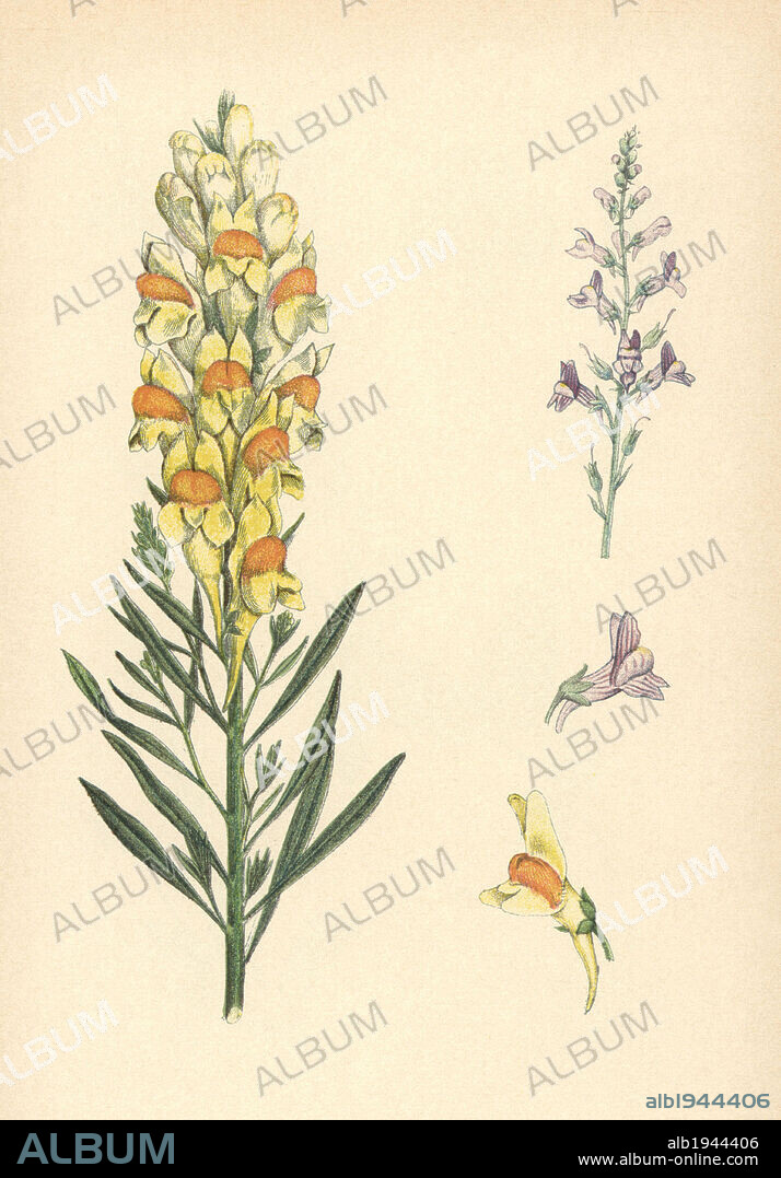 Common toadflax, Linaria vulgaris, and pale toadflax, Linaria striata. Chromolithograph from Carl Lindman's "Bilder ur Nordens Flora" (Pictures of Northern Flora), Stockholm, Wahlström & Widstrand, 1905. Lindman (1856-1928) was Professor of Botany at the Swedish Museum of Natural History (Naturhistoriska Riksmuseet). The chromolithographs were based on Johan Wilhelm Palmstruch's "Svensk botanik" (1802-1843).