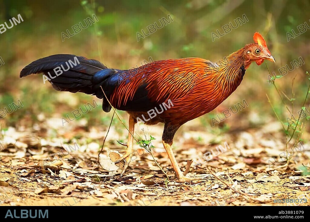 Sri Lankan junglefowl (Gallus lafayetii), running, Wilpattu National Park, Sri Lanka