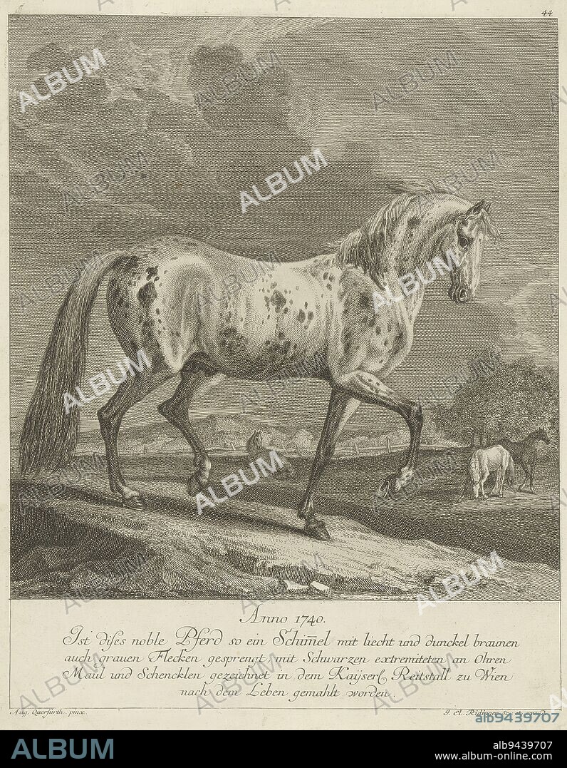 Special horse The 100 most wondrous deer and other animals , print maker: Johann Elias Ridinger, (mentioned on object), after: August Querfurt, (mentioned on object), publisher: Johann Elias Ridinger, (mentioned on object), 1740 - 1780, paper, etching, h 350 mm - w 280 mm.