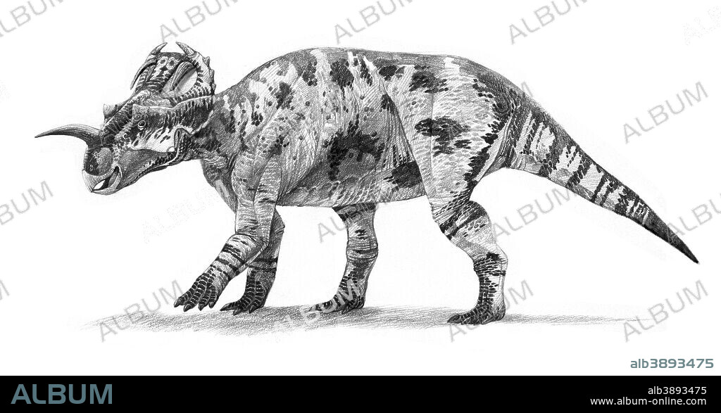 Centrosaurus apertus from the Campanian (Late Cretaceous) of Alberta, Canada.