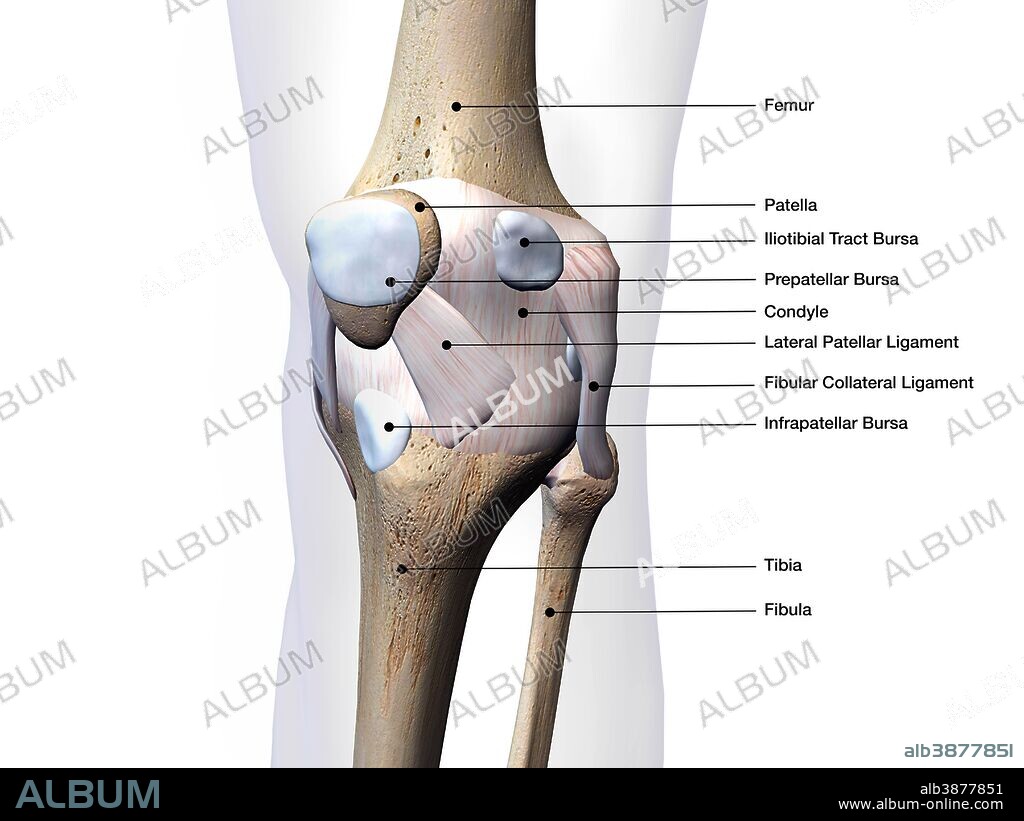 Knee joint bone and connective tissue, labeled on white background.