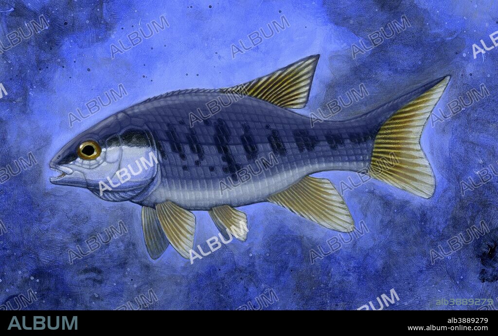 Semionotus (Flag-Back), an extinct genus of ray-finned fish found throughout Northern Pangaea (North America and Europe) during the late Triassic, becoming extinct in the Early Jurassic.