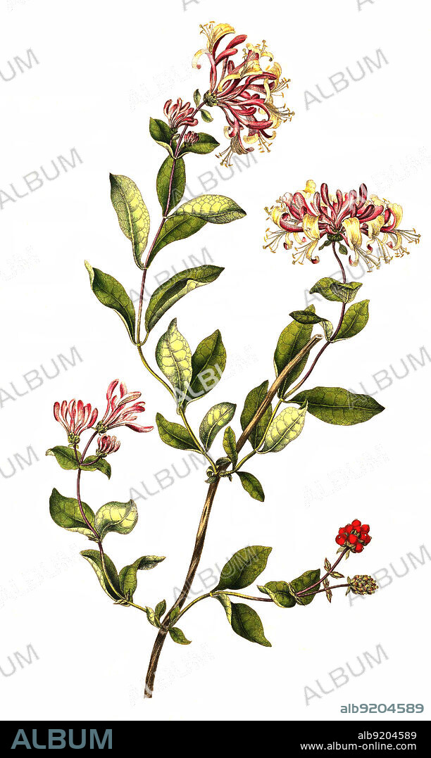 Wald-Geißblatt, Lonicera periclymenum, auch Wildes Geißblatt, Deutsches Geißblatt oder Wald-Heckenkirsche / Lonicera periclymenum, common names honeysuckle, common honeysuckle, European honeysuckle, or woodbine.