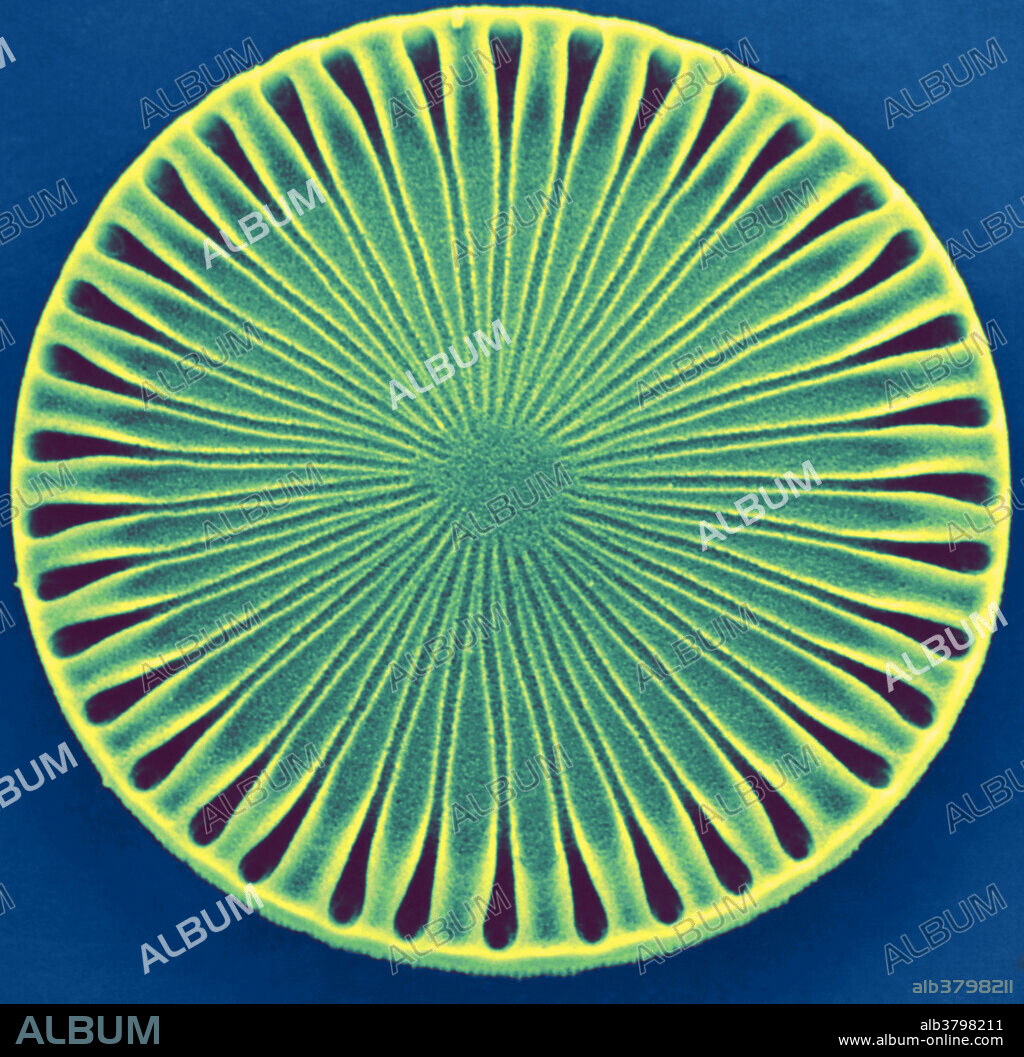 Fossil diatom, Paralia Sol. Diatoms are single-celled photosynthetic algae, of which there are about 100,000 species. They have mineralized cell walls (frustules) that contain silica and provide protection and support. The diatoms form an important part of the plankton at the base of the marine and freshwater food chains. Magnification x2000.