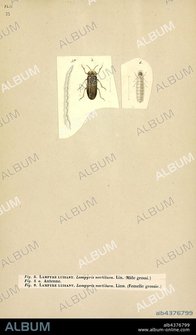 Lampyris, Print, Lampyris is a genus of beetles in the firefly family (Lampyridae). In most of western Eurasia, they are the predominant fireflies. They produce a continuous glow; the larvae and larviform females are among those organisms commonly called "glowworms".