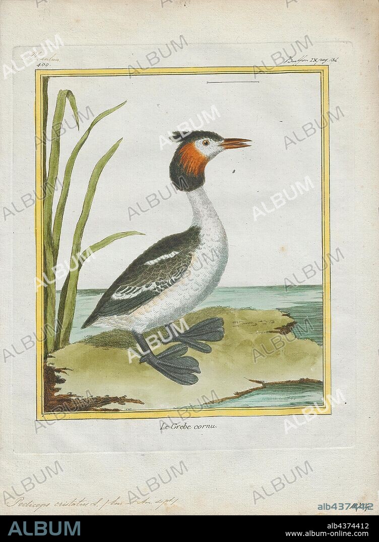Podiceps cristatus, Print, The great crested grebe (Podiceps cristatus) is a member of the grebe family of water birds noted for its elaborate mating display. Its scientific name comes from Latin: the genus name Podiceps is from podicis, "vent" and pes, "foot.