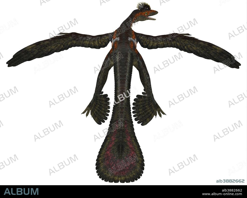 Microraptor was a flying dinosaur that lived during the Cretaceous Period of China.