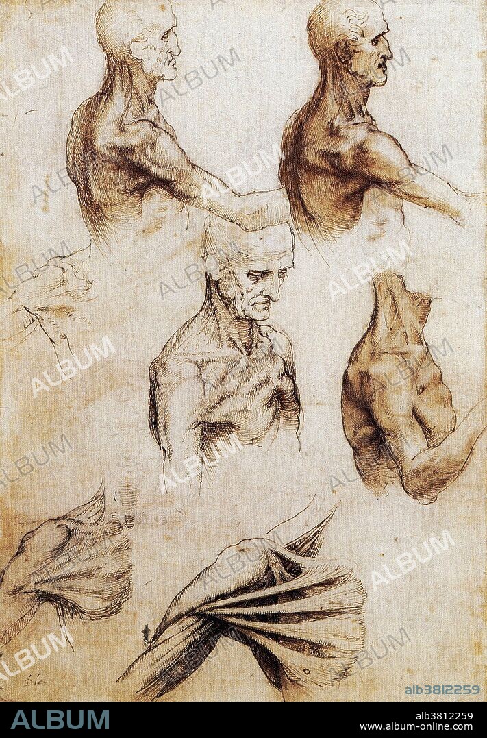 Anatomical drawings by Leonardo Da Vinci from around 1510.