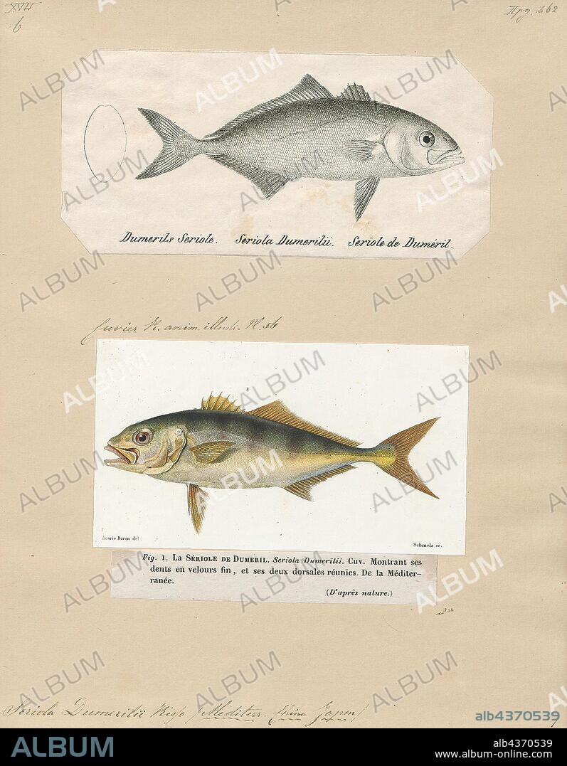 Seriola dumerilii, Print, Seriola is a genus of bony fish, commonly known as amberjacks. Nine extant species are currently recognized, although these were formerly split into many more. Also, several species are currently placed in several other genera of Carangidae that were originally described under Seriola. They are a large, carnivorous finfish popularly known for the firm texture and rich flavour of their flesh, which make them an ideal fish for aquaculture. Because specimens caught can weigh up to 41 kg (90 lb), and are powerful swimmers and hunters, they are also highly prized by sport fisherman., 1700-1880.