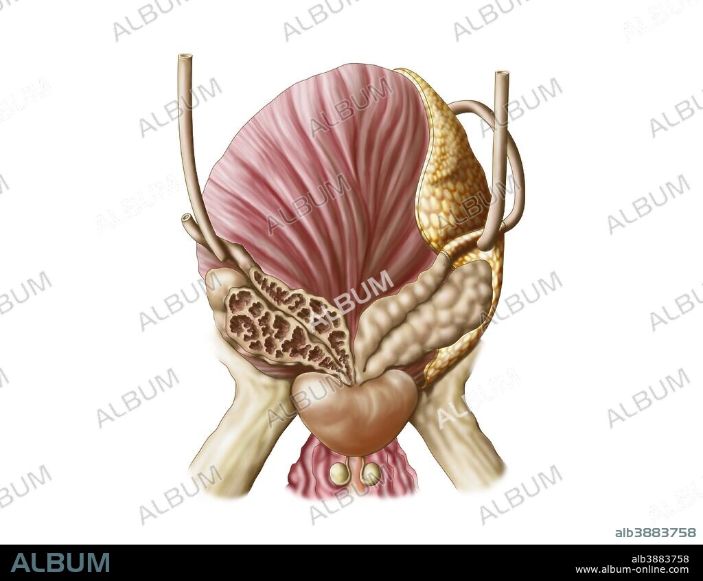 Posterior view of urinary bladder showing seminal vesicles.