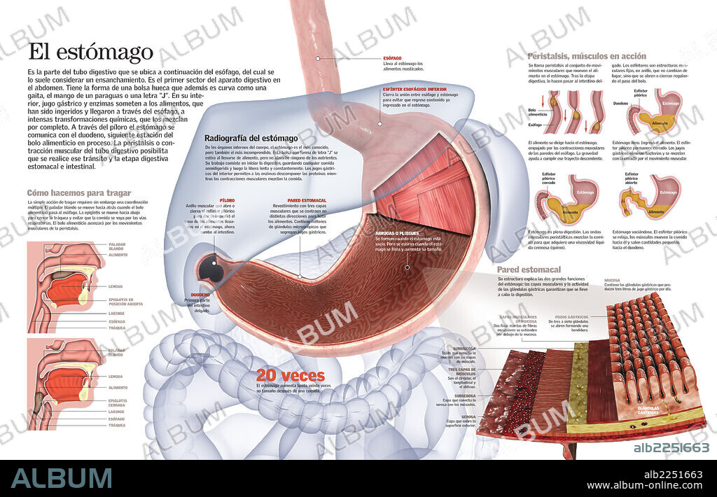 STOMACH. Infographic of the structure of the stomach and its function in the digestive system.