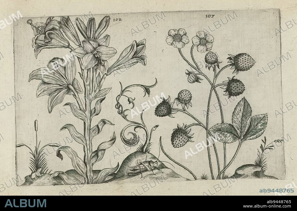 Madonna lily and strawberry, Cognoscite lilia (series title), Madonna lily (Lilium candidum) and strawberry (Fragaria vesca), numbered 102 and 103. Bottom center a cricket. Bottom left a frog., print maker: Crispijn van de Passe (I), (attributed to), after drawing by: Crispijn van de Passe (I), (attributed to), publisher: Crispijn van de Passe (I), print maker: Cologne, after drawing by: Cologne, publisher: Cologne, publisher: London, 1600 - 1604, paper, engraving, height 127 mm × width 205 mm, height 172 mm × width 272 mm.