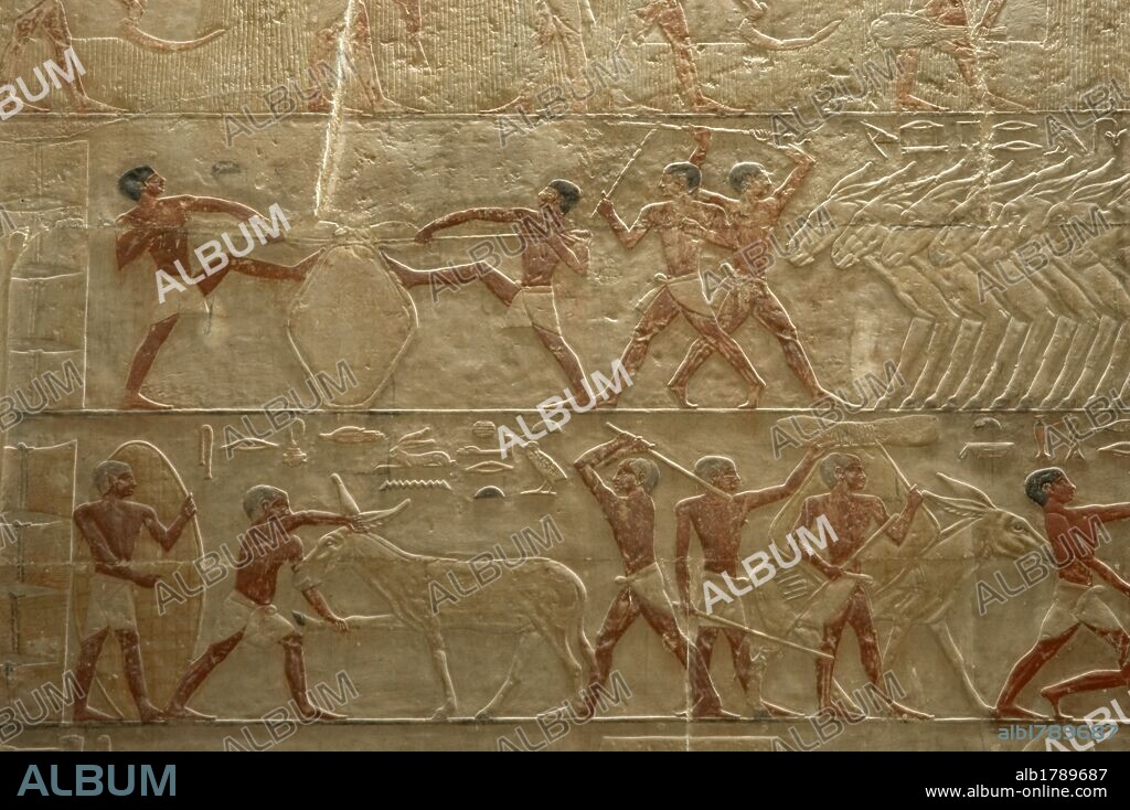 Egypt. Saqqara. Mastaba of Ti. Relief depicting agricultural scene. Detail. 5th Dynasty. Old Kingdom.