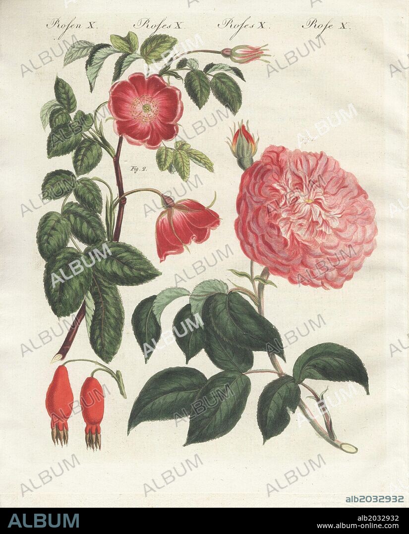 Pink millefolia rose, Rosa millefolia rubra, and alpine rose, Rosa pendulina inermis. Handcoloured copperplate engraving from an illustration drawn from nature by Stark from Bertuch's "Bilderbuch fur Kinder" (Picture Book for Children), Weimar, 1790-1830. Friedrich Johann Bertuch (1747-1822) was a German publisher and man of arts most famous for his 12-volume encyclopedia for children illustrated with 1,200 engraved plates on natural history, science, costume, mythology, etc.